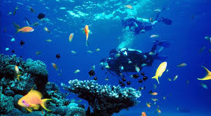 Menyelami Pesona Bawah Laut Lombok: Surga Tersembunyi di Tengah Lautan Indonesia