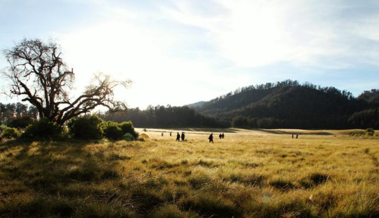Savana Sumba dibandingkan Padang Rumput Bromo: Dua Wajah Alam Indonesia