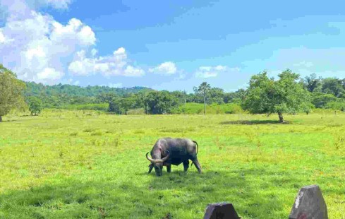 Oase di Balik Labirin Savana: Menjemput Hening dan Elegansi Liar di Teluk Tarimbang 2026